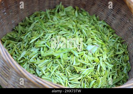 YICHANG, CINA - 10 MARZO 2022 - Foto scattata il 10 marzo 2022 mostra i coltivatori di tè che raccolgono il tè primaverile in un giardino del tè nel serbatoio della Diga delle tre Gole Foto Stock