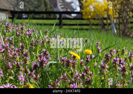 fiore giallo dente di leone closeup. erba verde sul prato. bella natura sfondo in primavera Foto Stock