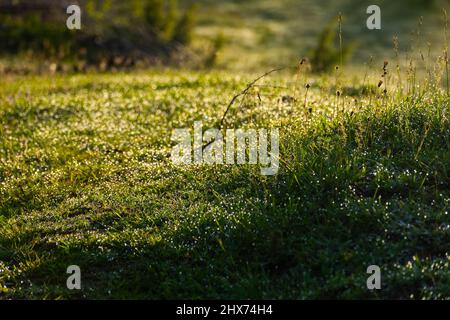 erba fresca bagnata. ambiente verde naturale. gocce di rugiada sulle piante all'aperto. sfondo naturale estivo al mattino Foto Stock
