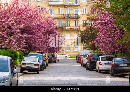 Uzhgorod, ucraina - 05 maggio 2021: Fiore di ciliegio per le strade alla luce del mattino. Alberi sakura fioriti lungo la strada con auto parcheggiate Foto Stock