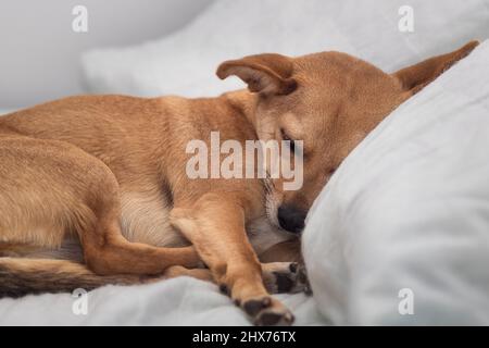 Primo piano di un piccolo cane di razza mista marrone chiaro che dorme comodamente e profondamente a casa su un soffice letto umano bianco con la testa che riposa sul cuscino Foto Stock