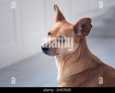 Primo piano ritratto di un bel cane di razza mista di colore fawn con grandi orecchie e volto illuminato dalla luce del sole seduto a casa Foto Stock