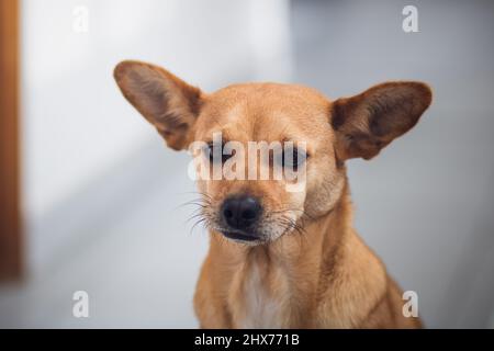 Primo piano ritratto di un carino cane di razza mista con grandi spighe pointy seduta in un ambiente domestico isolato su uno sfondo chiaro sfocato Foto Stock