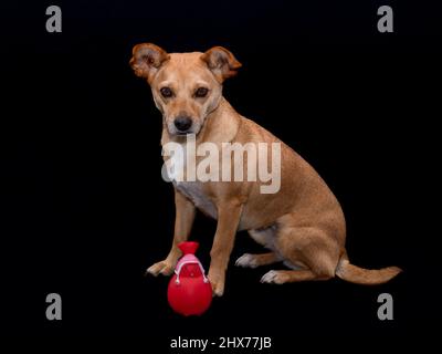 Ritratto completo dello studio del corpo del cane marrone obedient di razza mista seduto e fissando alla macchina fotografica con un giocattolo rosso stridulo su uno sfondo nero semplice Foto Stock