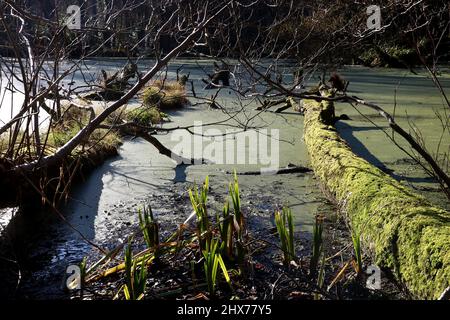 Alghe lago coperto e muschio coperto tronchi di alberi caduti in una tenuta di campagna in inverno Foto Stock