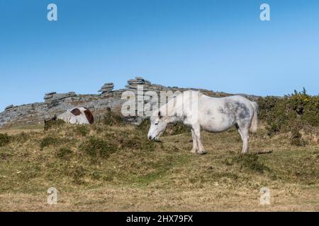 Iconici pony di Bodmin selvaggi che pascolano su Minion Downs a Bodmin Moor in Cornovaglia. Foto Stock