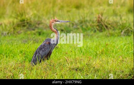 Goliath Heron conosciuto anche come l'Erone Gigante Foto Stock