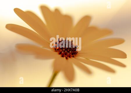 African daisy wide open flower White Osteospermum ecklonisis., primo piano macrofotografia su sfondo bianco. Messa a fuoco selettiva, profondità di campo ridotta. Foto Stock