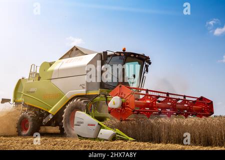 Raccolta di cereali presso Hockenheim, Baden-Wuerttemberg, Germania (20 luglio 2021) Foto Stock