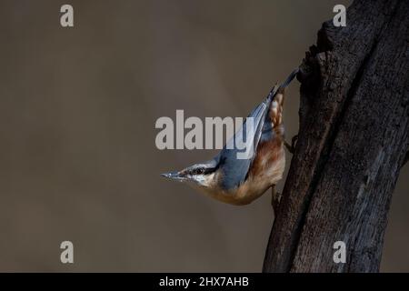 Una nuthatch eurasiatica (Sitta europaea) colpisce una tipica posa rivolta verso il basso sul ramo di un albero Foto Stock