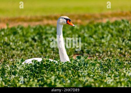 Un cigno muto isolato si siede in un cerotto di verdure di cavolo nel sole di inverno Foto Stock