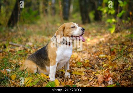 Beagle cane su una passeggiata nel Parco Autunno Foto Stock