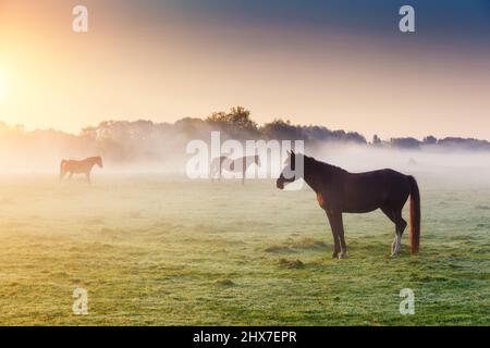 Cavalli arabi il pascolo su terreni adibiti a pascolo al tramonto in arancione raggi di sole. Drammatica scena di nebbia. Carpazi, Ucraina, l'Europa. Bellezza Mondo. Foto Stock