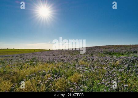 Blue phacelia Phacelia Tanacetifolia Benth fiorisce sulla piantagione di brandeburgo in estate Foto Stock