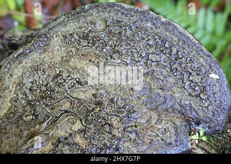 Fomitopsis pinicola, un fungo di decadimento dello stelo, noto come il conca della cintura rossa o fungo a staffa con cintura rossa, polipore selvatico dalla Finlandia Foto Stock