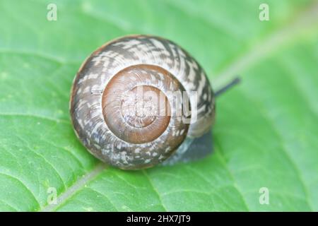 Guscio di lumaca che mostra una spirale logaritmica, nota anche come spirale equiangolare o spirale di crescita Foto Stock