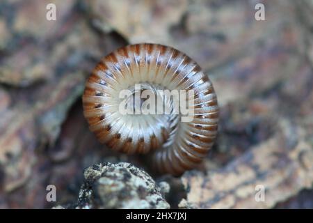 Ommatoiulus sabulosus, noto come millipede a strisce, una Diplopoda con segmenti a due zampe Foto Stock