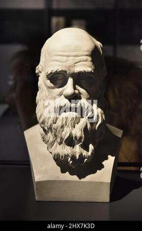 Busto di biologo evolutivo inglese Charles Darwin esposto al Museo di Storia Naturale (Museo für Naturkunde) a Berlino in Germania. Foto Stock