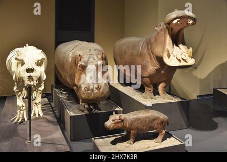 Mostre di animali hippopotamus anfibio esposte al Museo di Storia Naturale (Museo für Naturkunde) di Berlino in Germania. Foto Stock