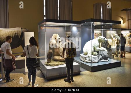 Vetrine con animali esposti al Museo di Storia Naturale (Museum für Naturkunde) di Berlino, Germania. Foto Stock