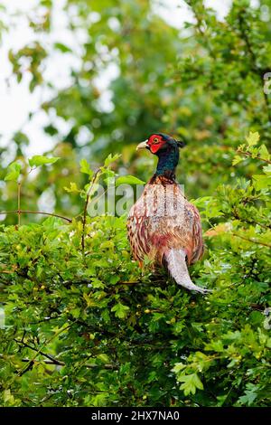 Maschio fagiano con piume bagnate che siedono su un arbusto dopo la pioggia. Sfondo sfocato, spazio di copia. Genere Phasianus colchicus. Slovacchia Foto Stock