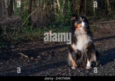 Shetland Sheepdog nei boschi Foto Stock