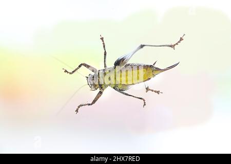 Dark bush-cricket, Pholidoptera griseoaptera Foto Stock