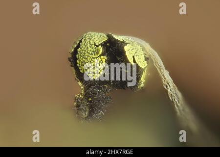 Muffa di lime d'oro, Physarum viride var. Aurantiacum Foto Stock