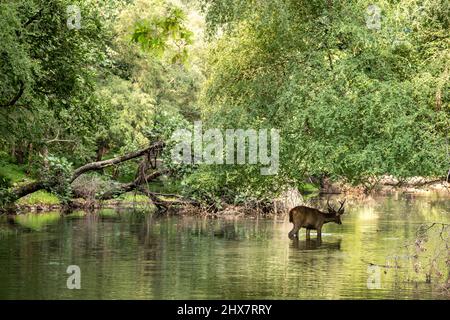 Maschio cervi Sambar o Rusa unicolor con corno lungo o puntino in acqua con riflessione in acqua e verde naturale paesaggio paesaggio sfondo ranthambore Foto Stock