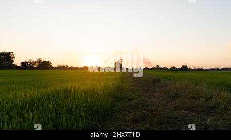 Campi di riso con luce calda al tramonto, coltivatore campo di riso gricultura pianta in autunno, fattoria pianta in alba Foto Stock