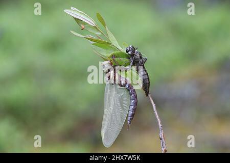Appena hatched falker marrone, Aeshna grandis, insieme con exuvia Foto Stock