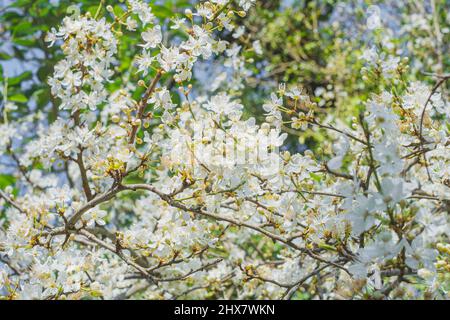 AMANDIER EN FLEURS Foto Stock