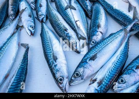 Marsiglia Vieux Port Maquereaux, Marché aux poissons, Francia Paca Foto Stock