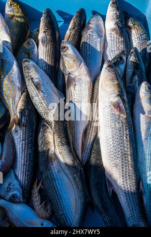Porto Vecchio di Marsiglia, (loups Bar) Marché aux poissons, Francia Paca Foto Stock