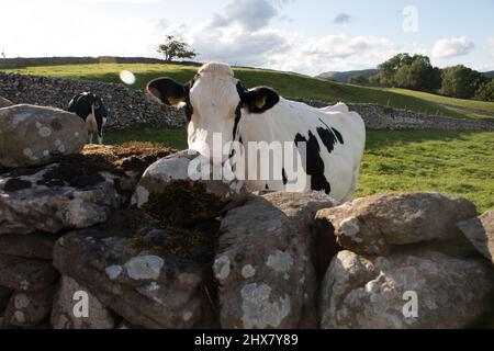 Ritratto di una mucca bianca con macchie nere su un pascolo verde sotto il sole estivo Foto Stock