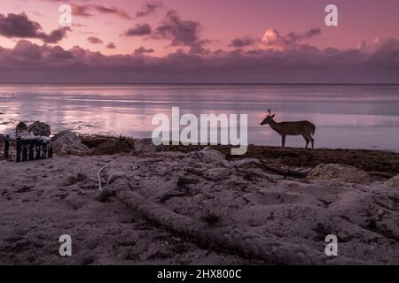 Wild Big Pine Key Deer, Big Pine Key, Florida Keys, Florida USA Foto Stock