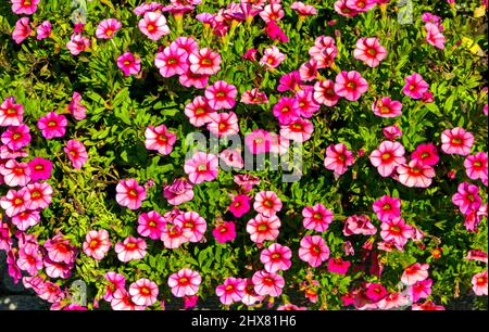 Flowerbed con fiori rosa in una giornata di sole. Foto Stock