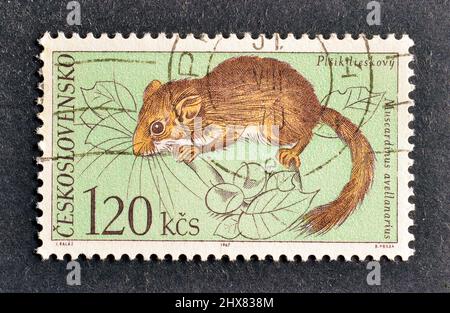 Francobollo cancellato stampato dalla Cecoslovacchia, che mostra Dormouse comune (Muscardinus avellanarius), Fauna del Parco Nazionale di Tatra, circa 1971. Foto Stock