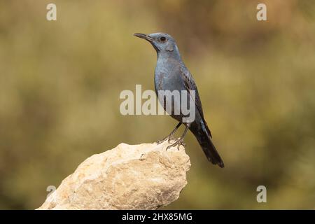 Un bel mughetto di roccia blu arroccato su una roccia Foto Stock