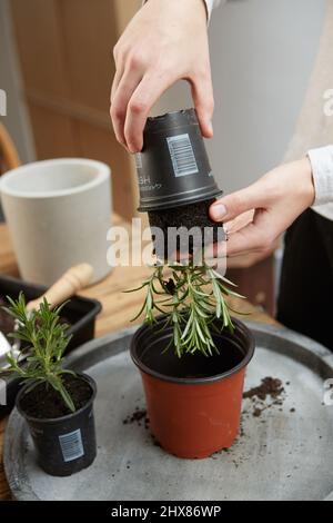 far scorrere la pianta fuori dalla pentola piccola Foto Stock