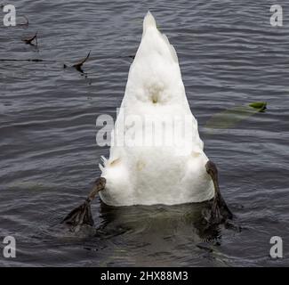 Adulto Mute Swan Cygnus Orla alimentazione su erbacce sott'acqua Foto Stock