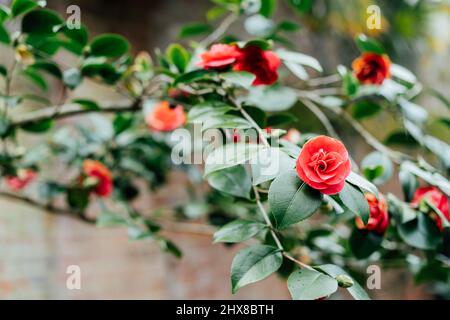 Fiori di camellia rossa con sfondo verde foglie. Primavera. Giardino fiorito in inverno. Messa a fuoco Selctive Foto Stock