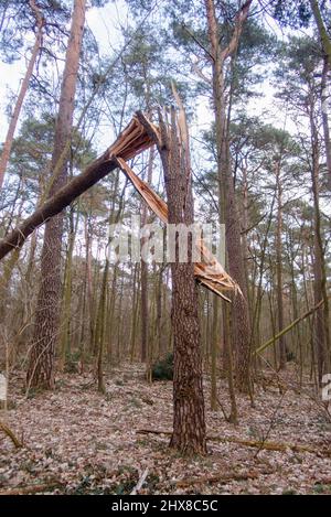 Legname arrotolato nella foresta Grunewald a Berlino. Principalmente gli alberi di pino sono stati colpiti duramente dall'uragano nel febbraio 2022, rompendo molti alberi come fiammiferi e scattando fuori delle cime degli alberi. Foto Stock