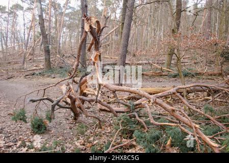 Legname arrotolato nella foresta Grunewald a Berlino. Principalmente gli alberi di pino sono stati colpiti duramente dall'uragano nel febbraio 2022, rompendo molti alberi come fiammiferi e scattando fuori delle cime degli alberi. Foto Stock