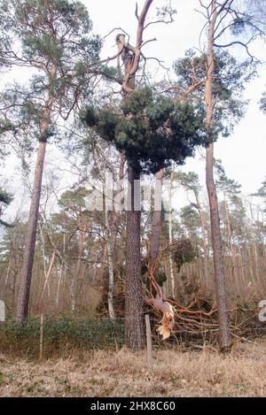 Legname arrotolato nella foresta Grunewald a Berlino. Principalmente gli alberi di pino sono stati colpiti duramente dall'uragano nel febbraio 2022, rompendo molti alberi come fiammiferi e scattando fuori delle cime degli alberi. Foto Stock