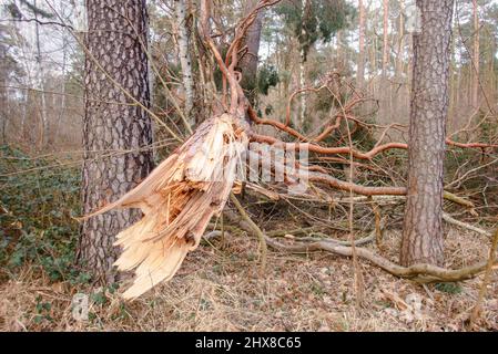 Legname arrotolato nella foresta Grunewald a Berlino. Principalmente gli alberi di pino sono stati colpiti duramente dall'uragano nel febbraio 2022, rompendo molti alberi come fiammiferi e scattando fuori delle cime degli alberi. Foto Stock
