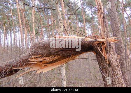 Legname arrotolato nella foresta Grunewald a Berlino. Principalmente gli alberi di pino sono stati colpiti duramente dall'uragano nel febbraio 2022, rompendo molti alberi come fiammiferi e scattando fuori delle cime degli alberi. Foto Stock