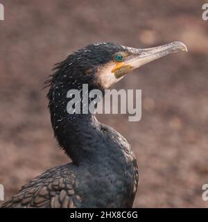 Ritratto di un Cormorano a Rhodes Lodges, Middleton. Foto Stock
