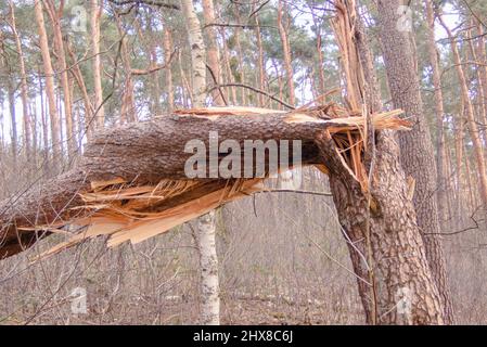 Legname arrotolato nella foresta Grunewald a Berlino. Principalmente gli alberi di pino sono stati colpiti duramente dall'uragano nel febbraio 2022, rompendo molti alberi come fiammiferi e scattando fuori delle cime degli alberi. Foto Stock