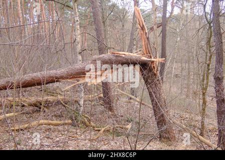 Legname arrotolato nella foresta Grunewald a Berlino. Principalmente gli alberi di pino sono stati colpiti duramente dall'uragano nel febbraio 2022, rompendo molti alberi come fiammiferi e scattando fuori delle cime degli alberi. Foto Stock